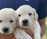 Puppy Herb Golden Retriever