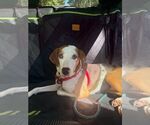 Hailey - Female Australian Shepherd-Unknown Mix Dog for Adoption - Small photo