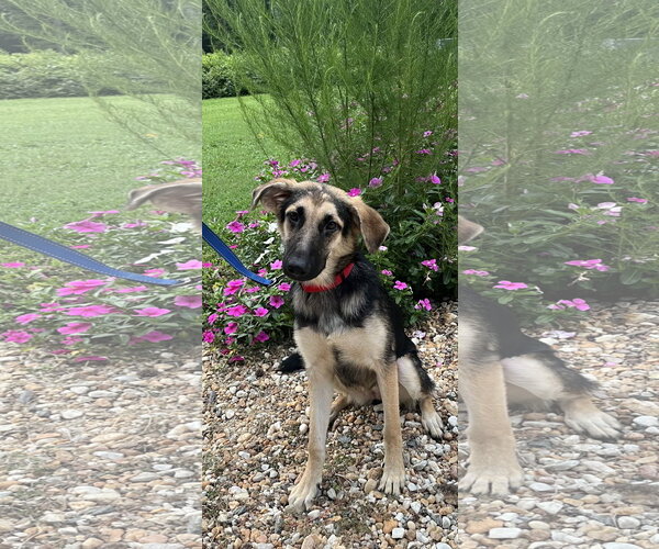 Medium Photo #1 German Shepherd Dog Puppy For Sale in Centreville, VA, USA