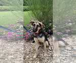 Small German Shepherd Dog