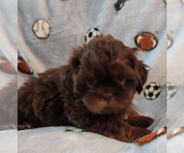 Medium Photo #3 Shih Tzu Puppy For Sale in WESLEY CHAPEL, FL, USA