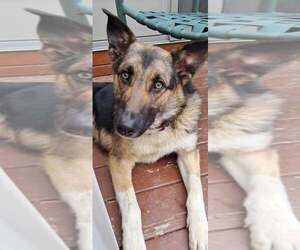 German Shepherd Dog-Unknown Mix Dogs for adoption in pomfret, CT, USA