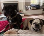 Small Photo #4 Pug Puppy For Sale in Elizabeth City, NC, USA