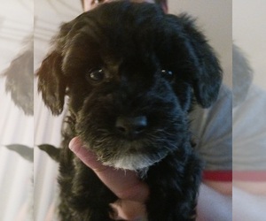 Schnoodle (Miniature) Puppy for sale in BRAINTREE, MA, USA