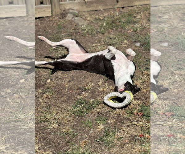 Medium Photo #8 Mutt Puppy For Sale in Derwood, MD, USA