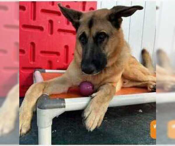 Medium Photo #2 German Shepherd Dog Puppy For Sale in Rootstown, OH, USA