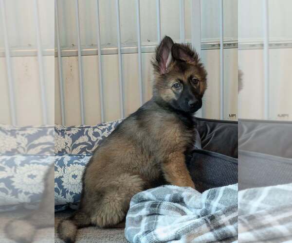 Medium Photo #1 German Shepherd Dog Puppy For Sale in PROCTORSVILLE, VT, USA
