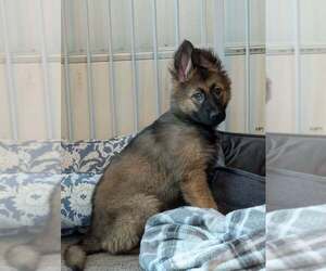 German Shepherd Dog Puppy for sale in PROCTORSVILLE, VT, USA