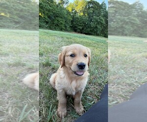 Golden Retriever Puppy for sale in STOKESDALE, NC, USA
