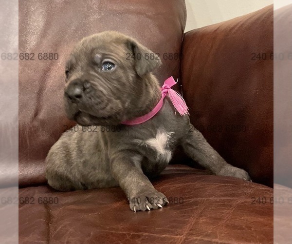 Medium Photo #1 Cane Corso Puppy For Sale in DENTSVILLE, MD, USA