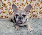 Small Photo #8 French Bulldog Puppy For Sale in BLAKESBURG, IA, USA
