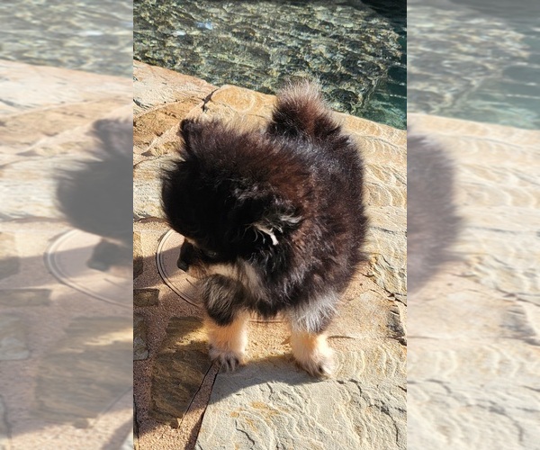 Medium Photo #5 Pomeranian Puppy For Sale in HARKER HEIGHTS, TX, USA