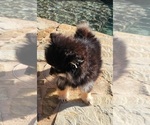 Small #4 Pomeranian
