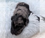 Small Photo #40 Goldendoodle Puppy For Sale in PIERSON, FL, USA
