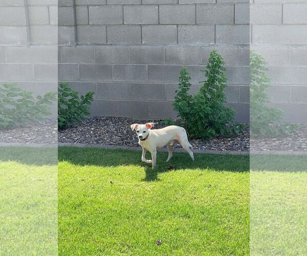Medium Photo #4 Chihuahua-Unknown Mix Puppy For Sale in phoenix, AZ, USA