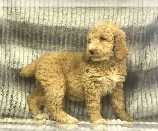 Medium Photo #14 Poodle (Standard) Puppy For Sale in CHETEK, WI, USA