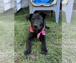 Small #5 Labrador Retriever Mix