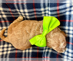 Small #1 Goldendoodle (Miniature)