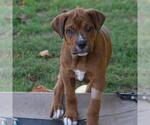 Small #5 Labrador Retriever Mix