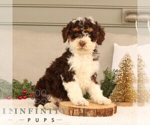 Bernedoodle (Miniature) Puppy for sale in EPHRATA, PA, USA
