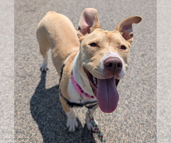 Medium Photo #58 American Pit Bull Terrier-Unknown Mix Puppy For Sale in Fargo, ND, USA