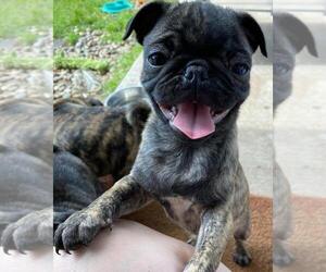 Pug Puppy for Sale in ROUND ROCK, Texas USA