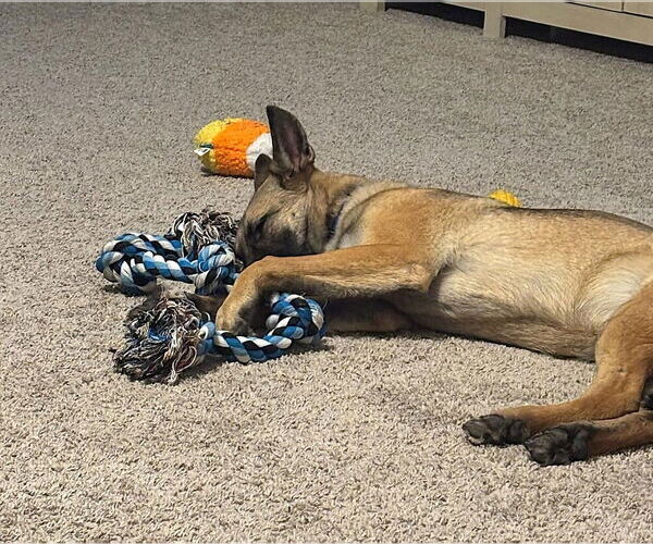 Medium Photo #2 Mutt Puppy For Sale in Imlay City, MI, USA