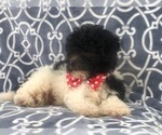 Small Photo #11 Poochon Puppy For Sale in LAKELAND, FL, USA