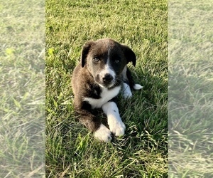 Australian Cattle Dog-Border Collie Mix Puppy for sale in HILLSBORO, WI, USA