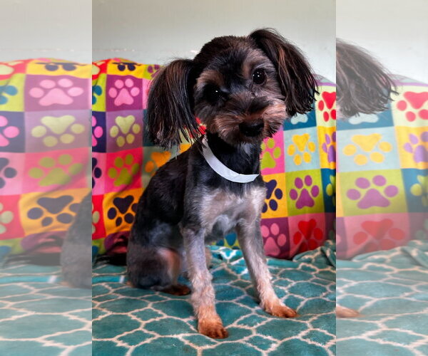 Medium Photo #1 Mutt Puppy For Sale in Pacolet, SC, USA