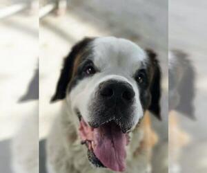 Zoey - Female Saint Bernard-Unknown Mix Dog for Adoption - Photo #3