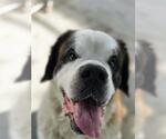 Small Photo #3 Saint Bernard-Unknown Mix Puppy For Sale in Plover, WI, USA