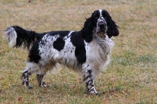 Father of the English Springer Spaniel puppies born on 04/27/2017