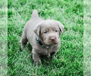 Labrador Retriever Puppy for sale in SPG VALLEY LK, CA, USA