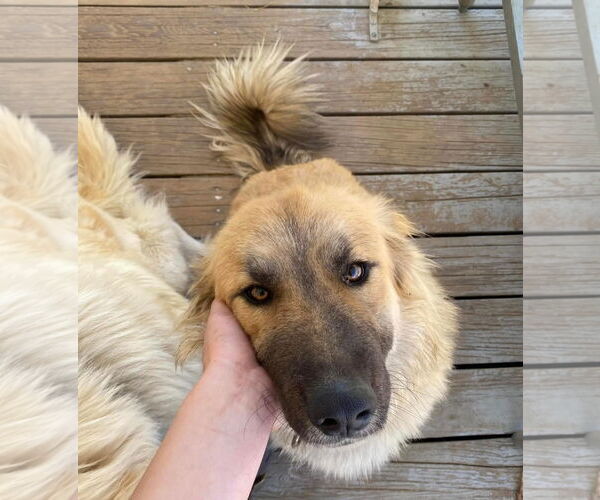 Medium Photo #3 Great Pyrenees-Unknown Mix Puppy For Sale in San Diego, CA, USA