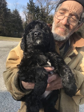 Medium Photo #7 Goldendoodle-Poodle (Standard) Mix Puppy For Sale in BOWIE, MD, USA