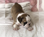 Small Photo #10 English Bulldog Puppy For Sale in CHARLESTON, SC, USA