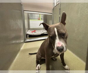 Mutt Dogs for adoption in Rancho Cucamonga, CA, USA