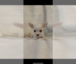 Small #2 Chihuahua