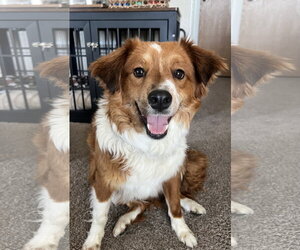 Border Collie-Unknown Mix Dogs for adoption in Sandy, UT, USA
