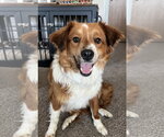 Small Border Collie Mix
