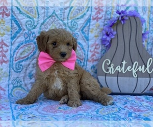 Goldendoodle (Miniature) Puppy for sale in LANCASTER, PA, USA