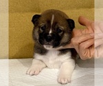 Puppy Starlink Shiba Inu