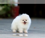 Small Photo #3 Pomeranian Puppy For Sale in CINCINNATI, OH, USA