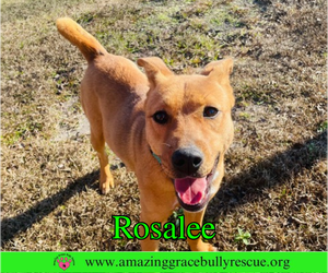 Rosalee - Female Chow Chow-Unknown Mix Dog for Adoption - Photo #11
