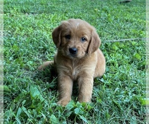 Golden Retriever Puppy for sale in FRANKLIN, IN, USA