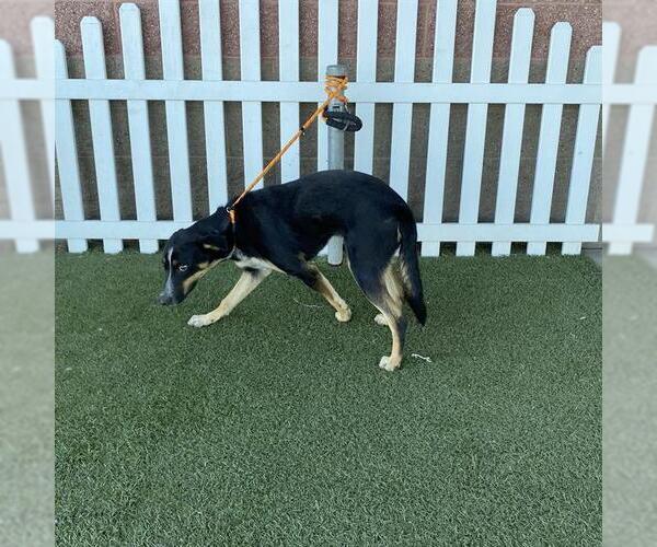 Medium Photo #1 German Shepherd Dog-Unknown Mix Puppy For Sale in Modesto, CA, USA