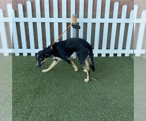 German Shepherd Dog-Unknown Mix Dogs for adoption in Modesto, CA, USA