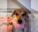 Small #18 Beagle Mix