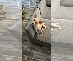Brunie - Male Chihuahua-Unknown Mix Dog for Adoption - Photo #2